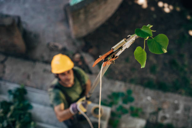 Enumclaw, WA Tree Service Company